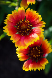 A close up of two Blanket Flowers (Gaillardia).